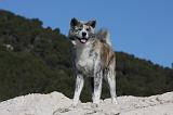 AKITA INU 318